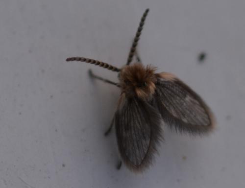 Philosepedon sp.